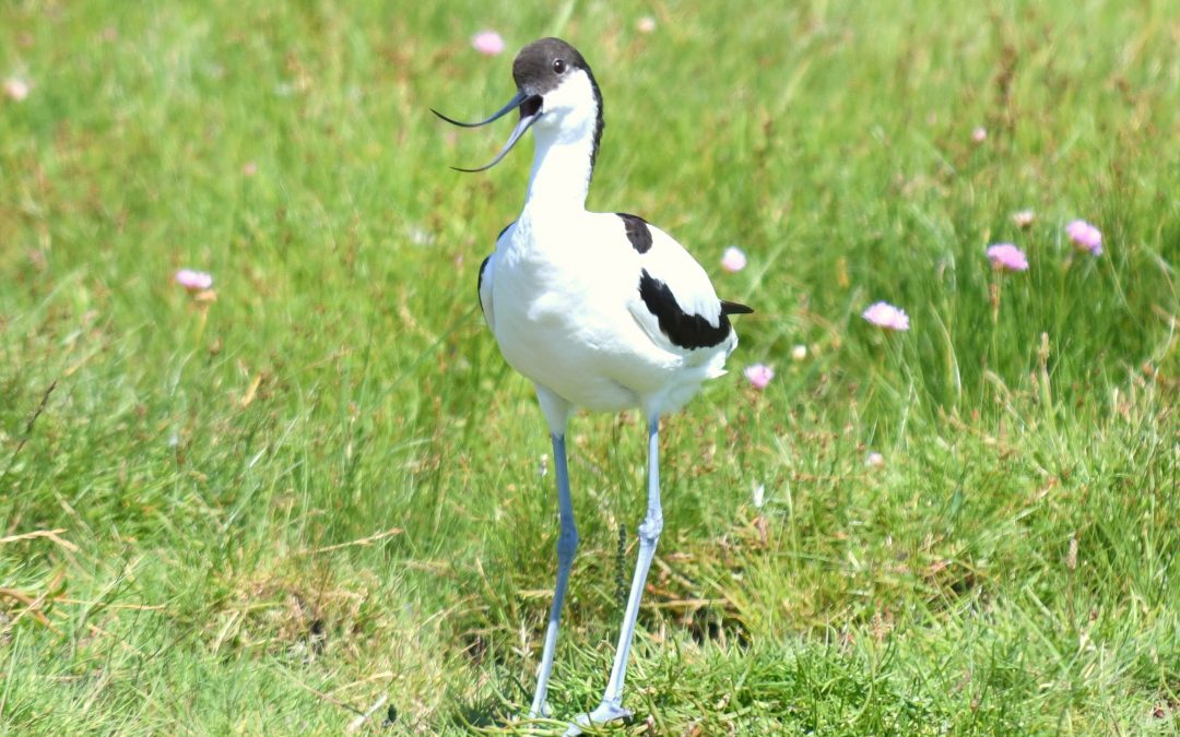 Skärfläcka | Pied Avocet | Recurvirostra avocetta