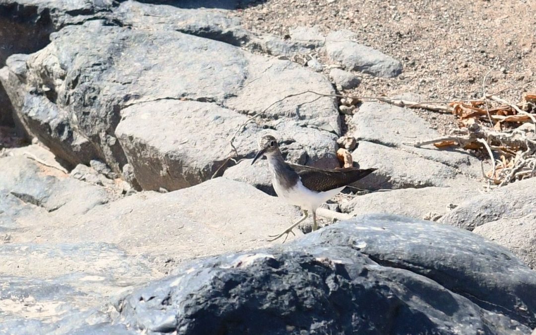 Skogssnäppa | Green Sandpiper | Tringa ochropus