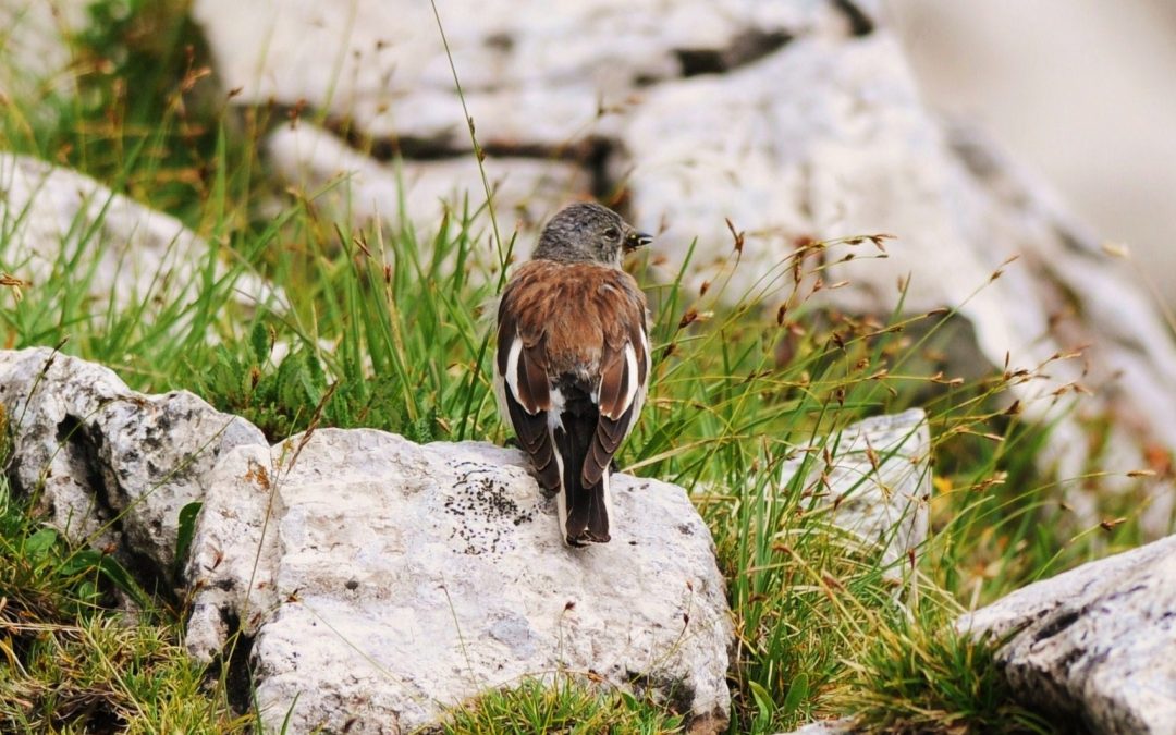 Snöfink | White-winged Snowfinch | Montifringilla nivalis