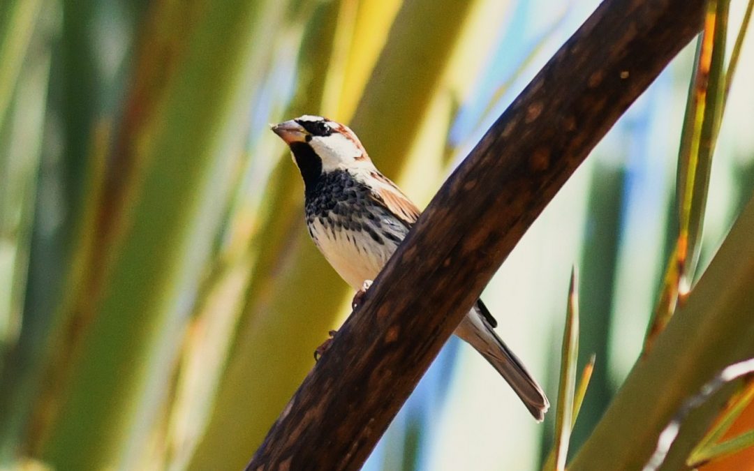 Spansk sparv | Spanish Sparrow | Passer hispaniolensis