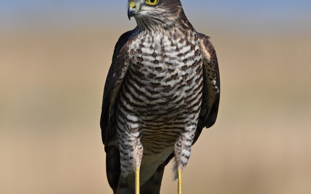 Sparvhök | Eurasian Sparrowhawk | Accipiter nisus