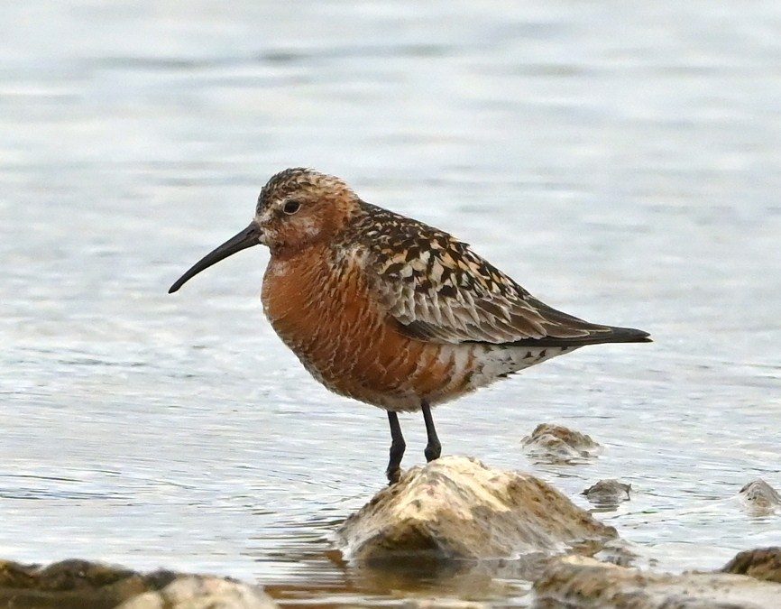 Spovsnäppa | Curlew Sandpiper | Calidris ferruginea
