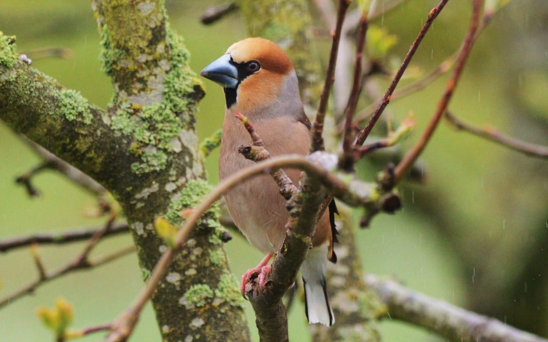 Stenknäck | Hawfinch | Coccothraustes coccothraustes