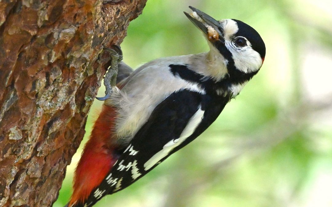 Större hackspett | Great Spotted Woodpecker | Dendrocopos major