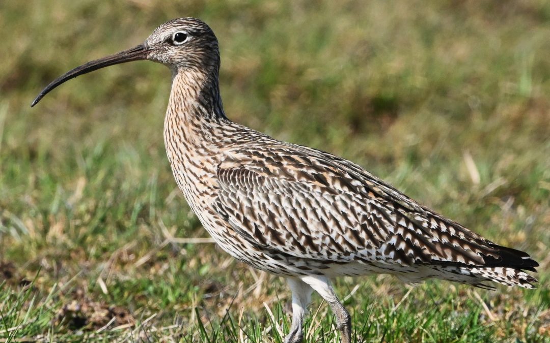 Storspov | Eurasian Curlew | Numenius arquata