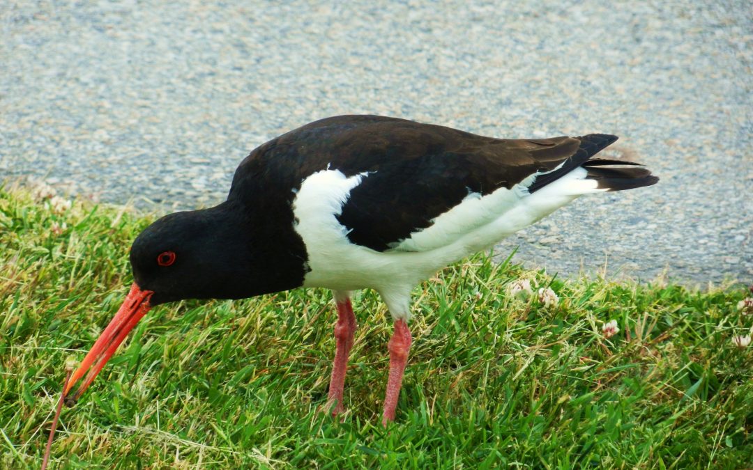Strandskata | Eurasian Oystercatcher | Haematopus ostralegus