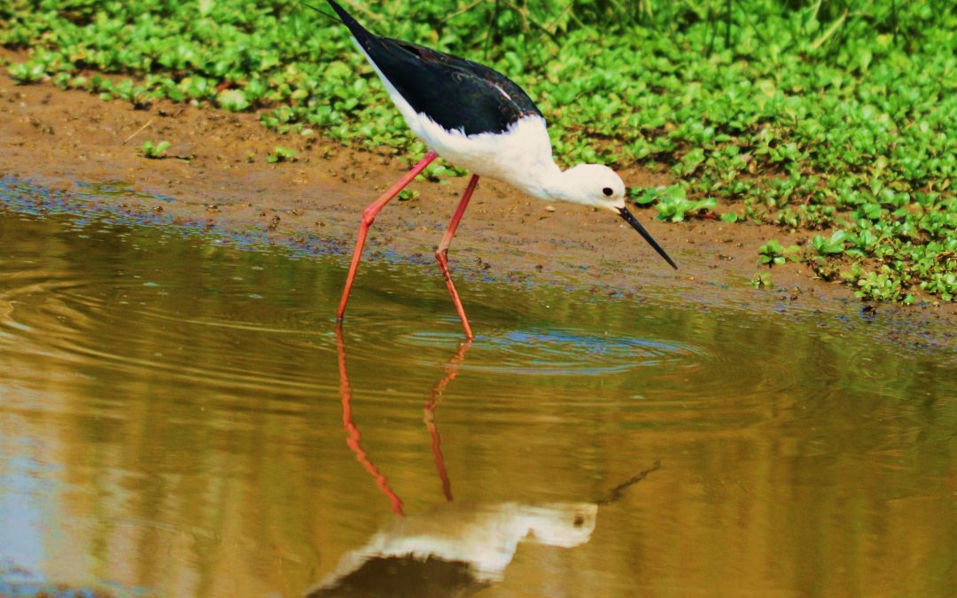 Styltlöpare | Black-winged Stilt | Himantopus himantopus