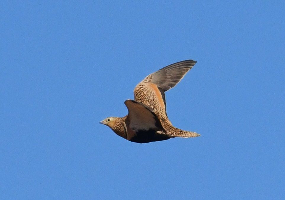 Svartbukig flyghöna | Black-bellied Sandgrouse | Pterocles orientalis