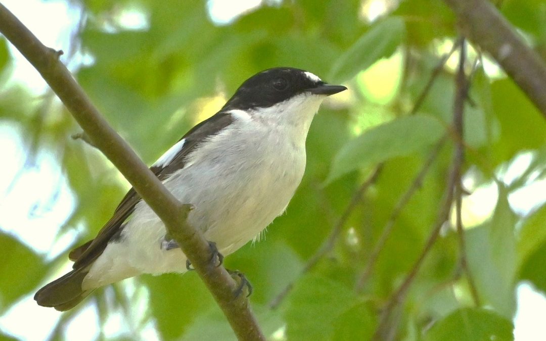 Svartvit flugsnappare | Pied Flycatcher | Ficedula hypoleuca