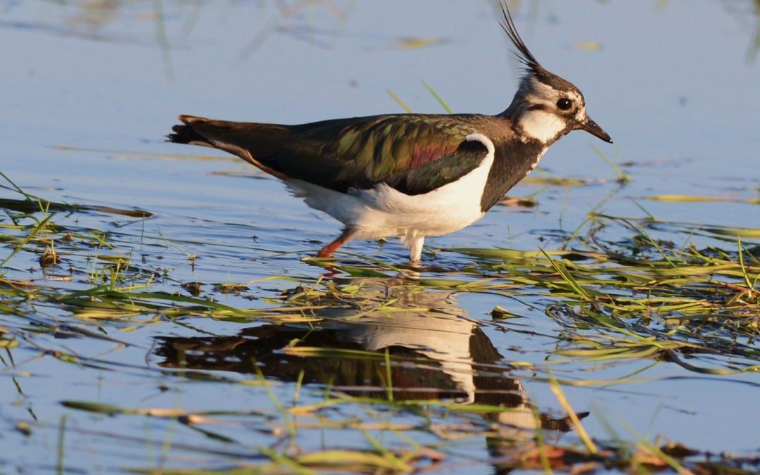 Tofsvipa | Northern Lapwing | Vanellus vanellus