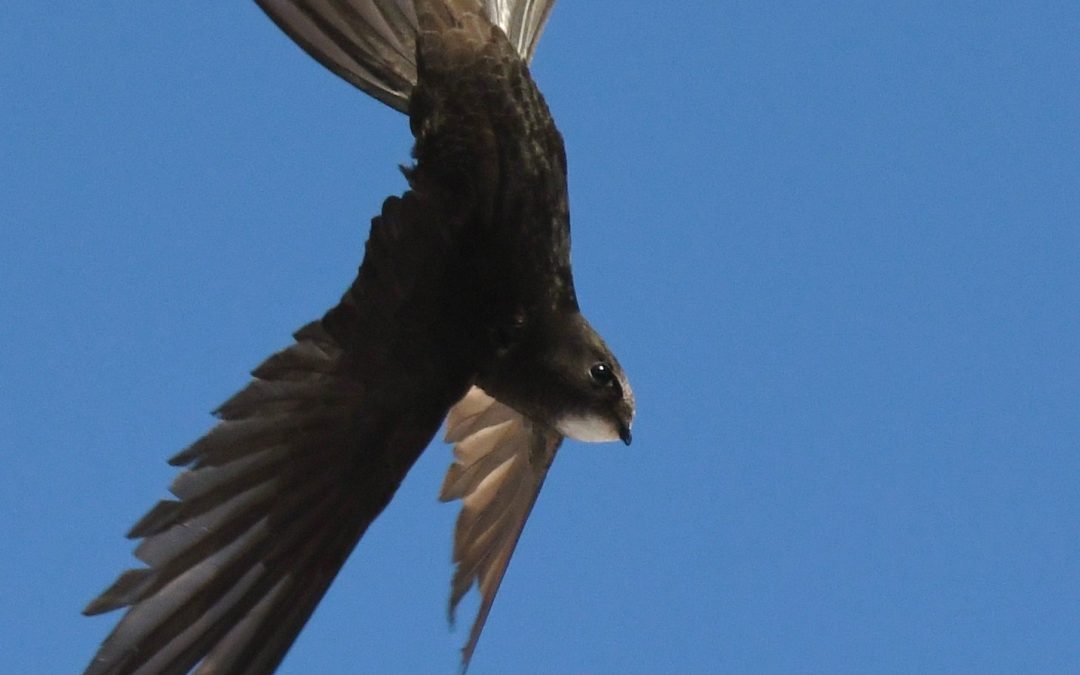 Tornseglare | Common Swift | Apus apus
