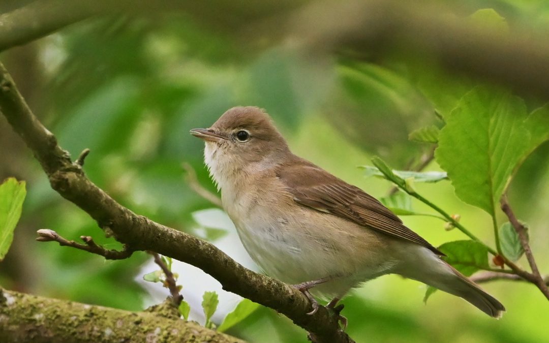 Trädgårdssångare | Garden Warbler | Sylvia borin