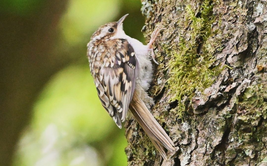 Trädkrypare | Eurasian Treecreeper | Certhia familiaris