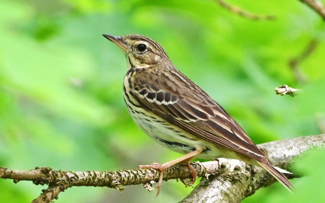 Trädpiplärka | Tree Pipit | Anthus trivialis