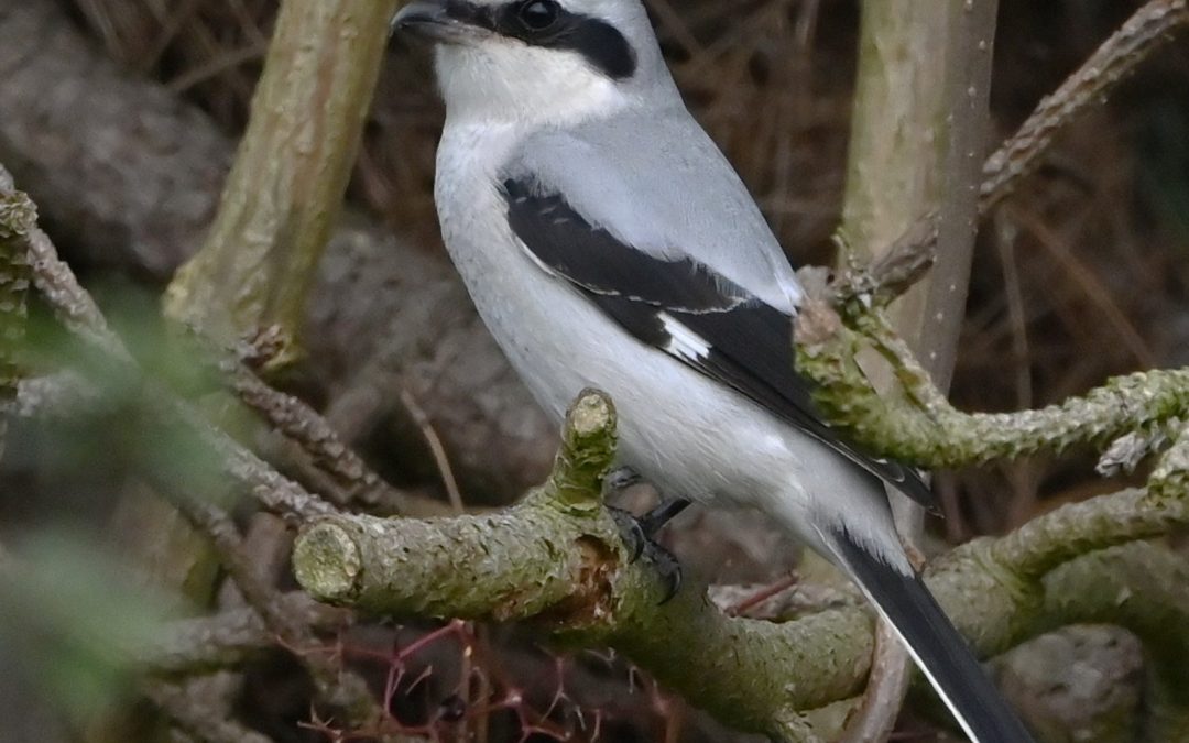 Varfågel | Great Grey Shrike | Lanius excubitor