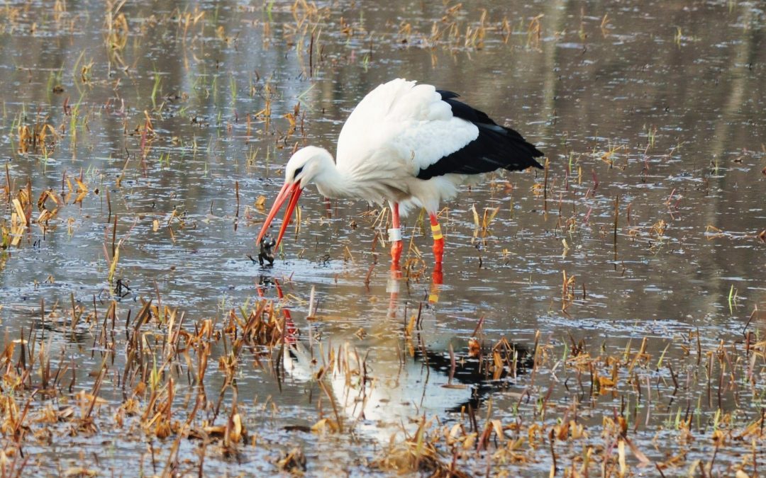 Vit stork | White Stork | Ciconia ciconia