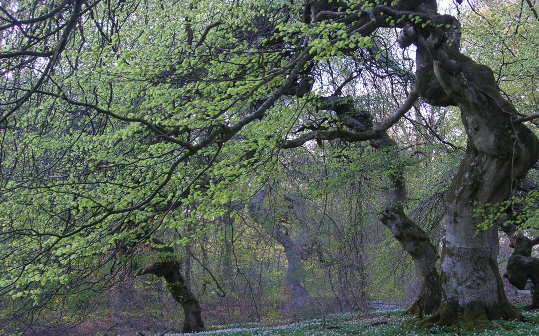 Trollskogen
