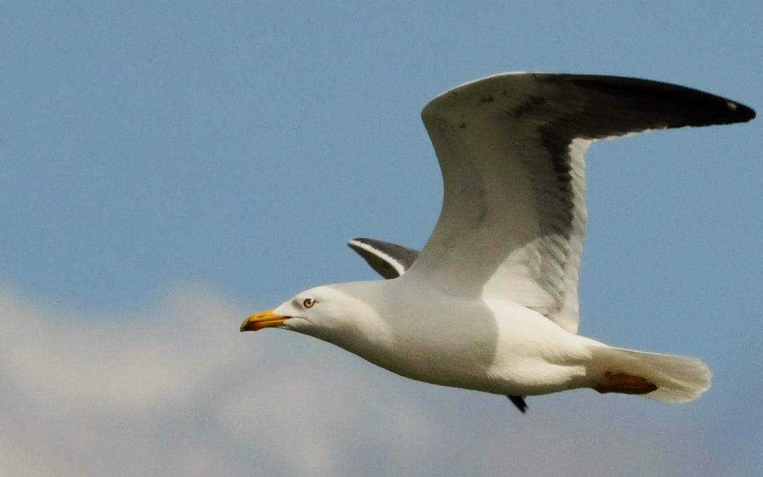 Silltrut | Lesser Black-backed Gull | Larus fuscus