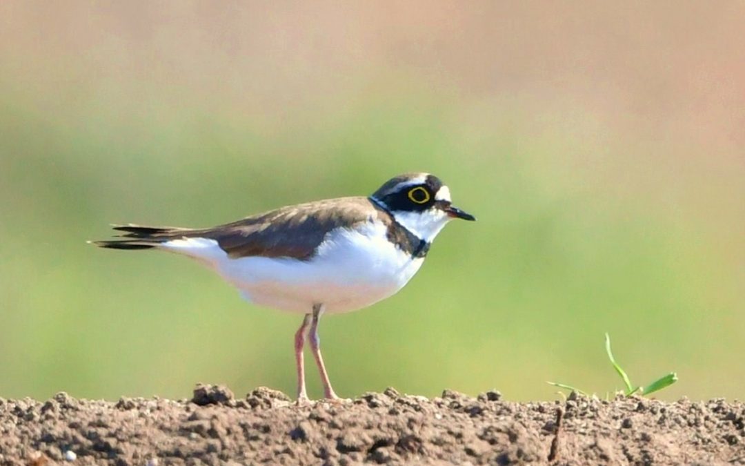 Mindre strandpipare | Little Ringed Plover | Charadrius dubius
