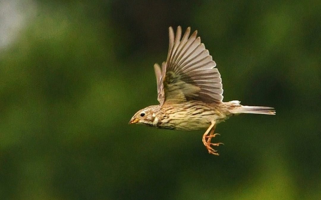 Kornsparv | Corn Bunting | Emberiza calandra