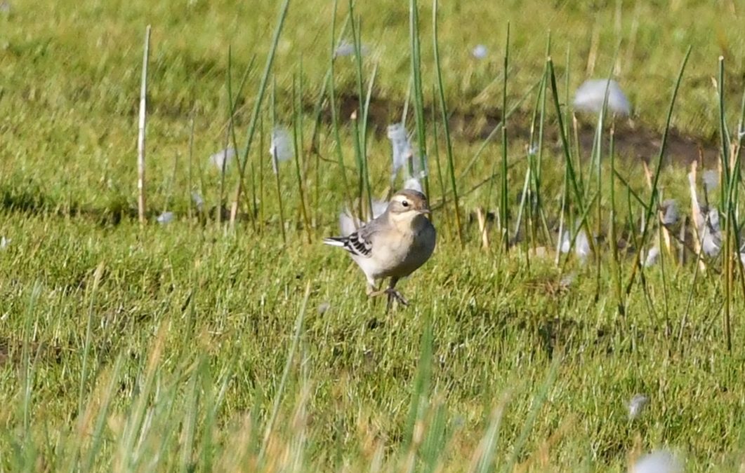 Citronärla | Citrine Wagtail | Motacilla citreola