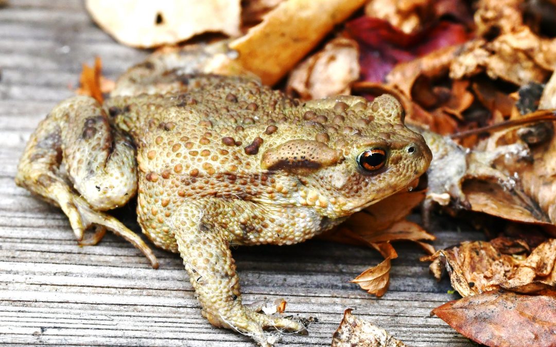 Vanlig padda | Bufo bufo