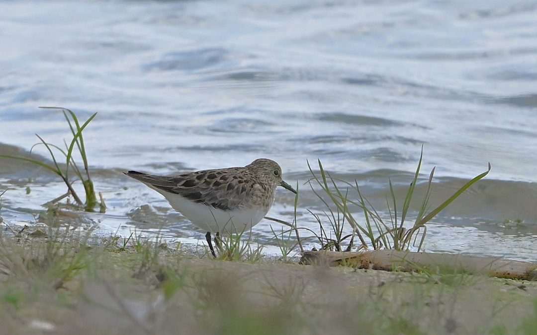 Mosnäppa | Temminck’s Stint | Calidris temmincklii