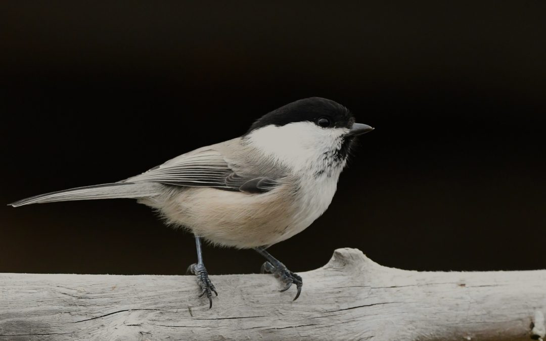 Talltita | Willow Tit | Poecile montanus