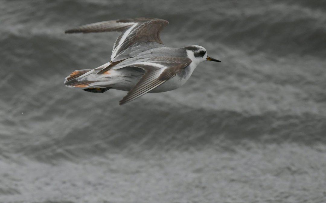 Brednäbbad Simsnäppa | Red Phalarope | Phalaropus fulicarius