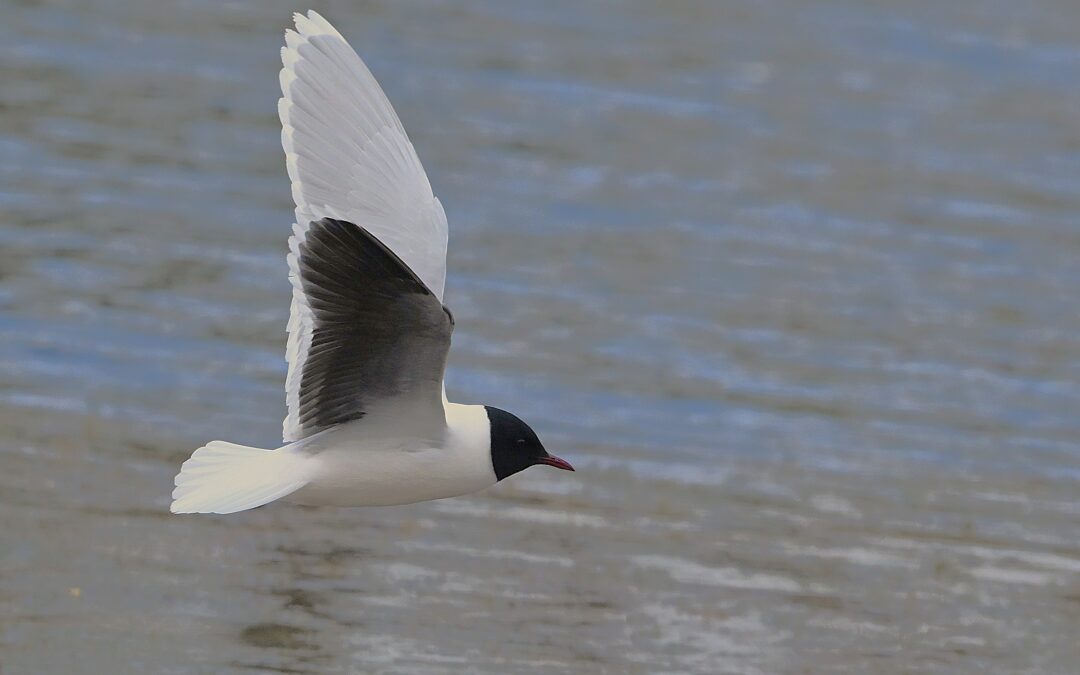 Dvärgmås | Little Gull | Hydrocoloeus minutus