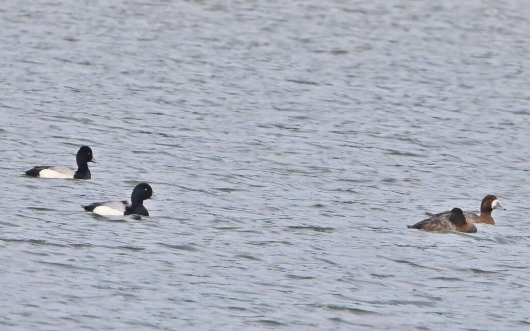 Bergand | Greater Scaup | Aythya marila