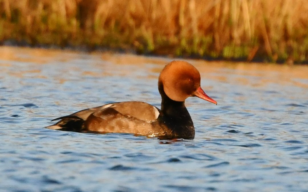 Rödhuvad dykand | Red-Crested Pochard | Netta Rufina