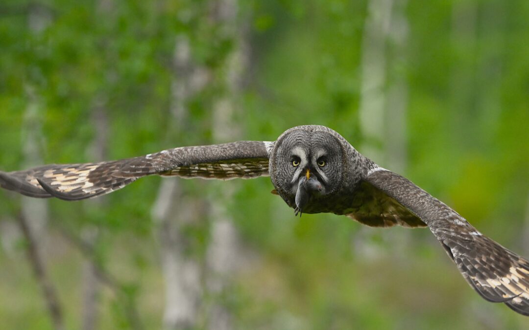 Lappuggla | Great Grey Owl | Strix nebulosa