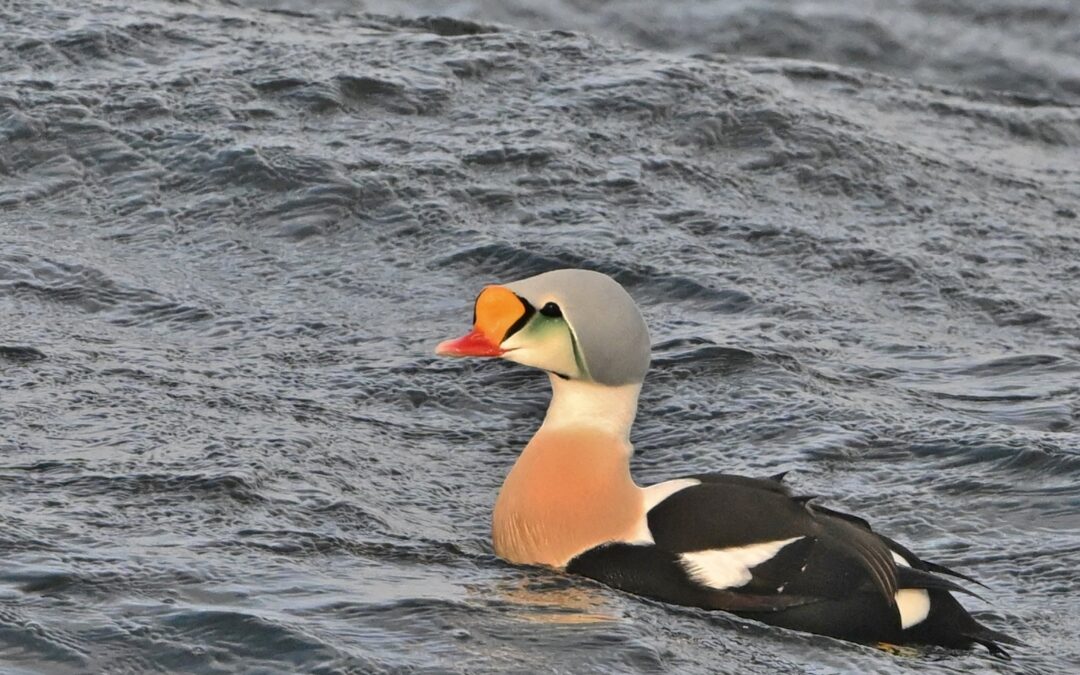 Praktejder | King Eider | Somateria spectabilis