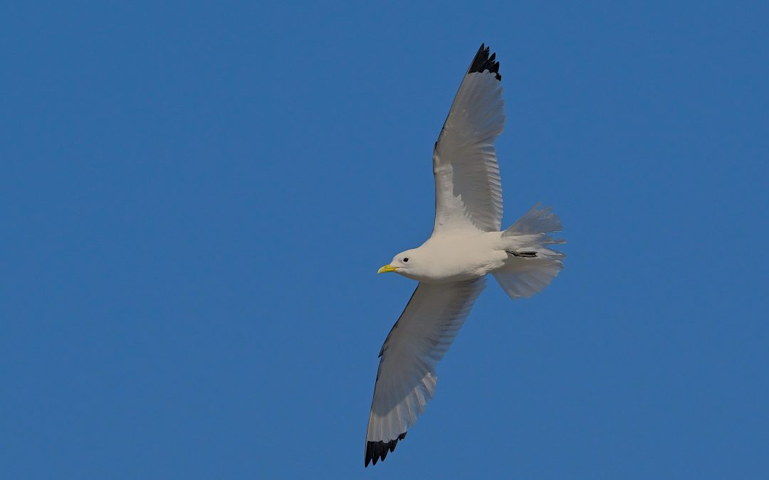 Tretåig mås | Black-legged Kittiwake | Rissa tridactyla