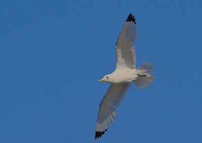 Tretåig mås | Black-legged Kittiwake | Rissa tridactyla