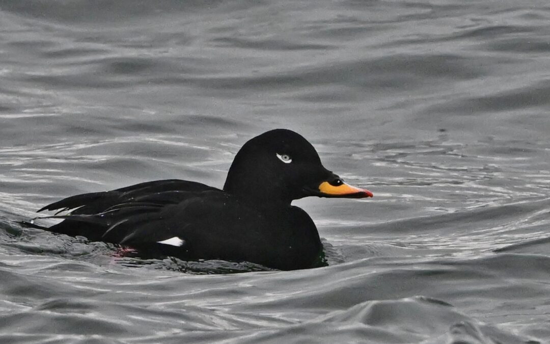 Svärta | Velvet Scoter | Melanitta Fusca
