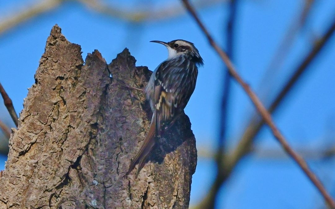 Trädgårdsträdkrypare | Short-toed Treecreeper | Certhia brachydactyla
