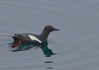 Tobisgrissla | Black Guillemot | Cepphus grylle