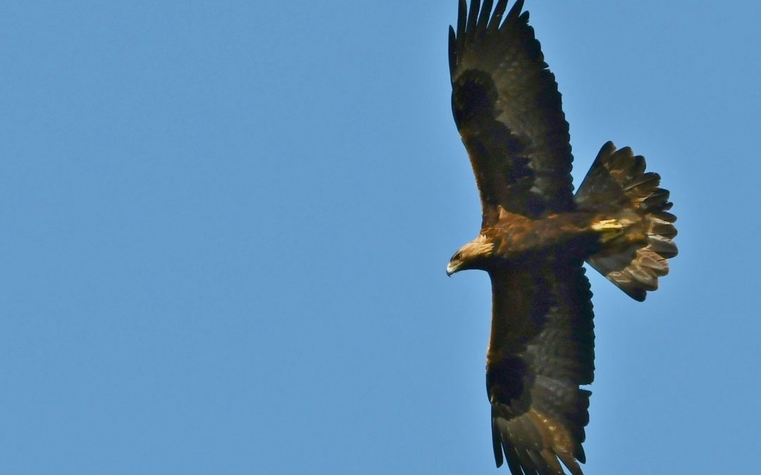 Kungsörn | Golden Eagle | Aguila chrysaetos