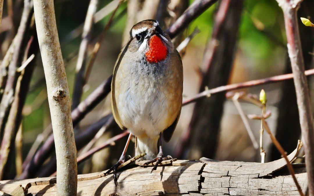 Rubinnäktergal | Siberian Rubythroat | Luscinia calliope