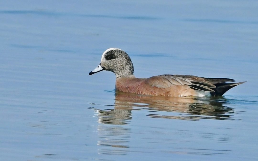 Amerikansk bläsand | American Wigeon | Anas americana