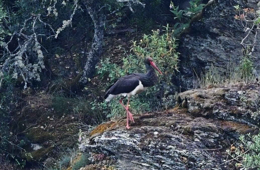 Svart Stork | Black Stork | Ciconia nigra
