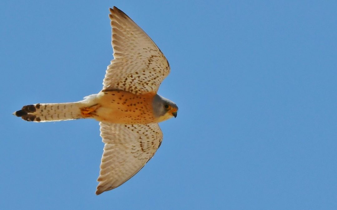Rödfalk | Lesser Kestrel | Falco naumanni