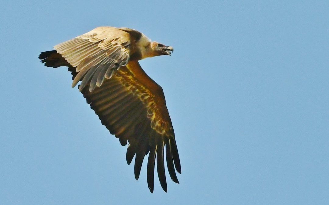 Gåsgam | Eurasian Griffon Vulture | Gyps fulvus