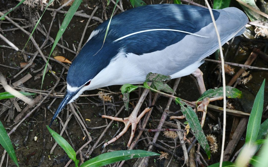 Natthäger | Black-Crowned Night Heron | Nycticorax nycticorax