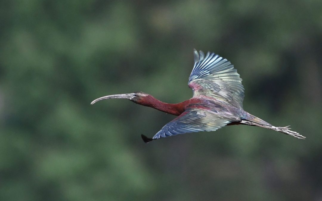 Bronsibis | Glossy Ibis | Plegadis falcinellus