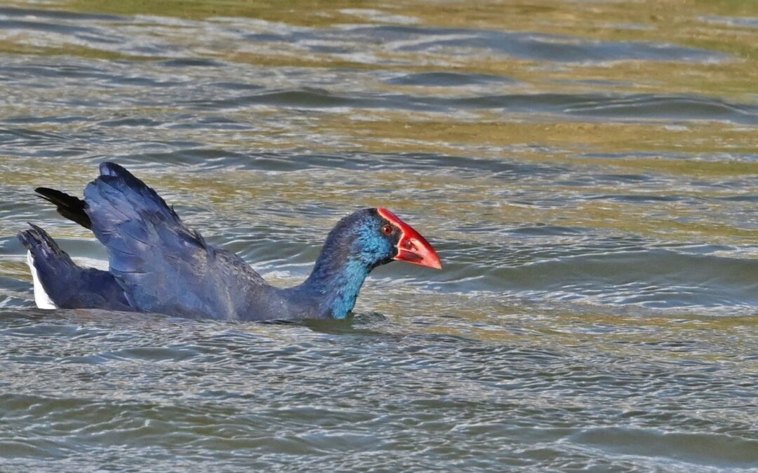 Purpurhöna | Purple Swamphen | Porphyrio porphyrio