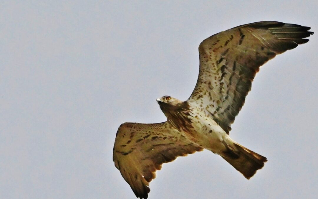 Ormörn | Short-toed Eagle | Circaetus gallicus