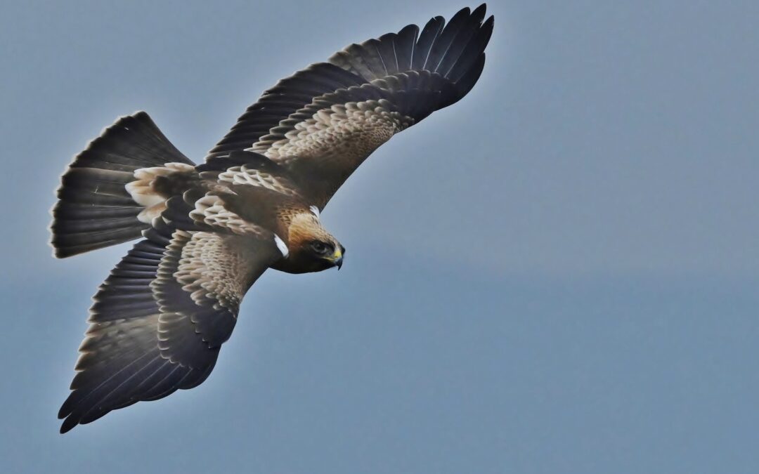 Dvärgörn | Booted Eagle | Aquila pennata